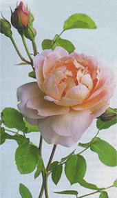 Нежные благоухающие цветы